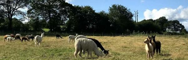 Alpaca walking meet 1069638416