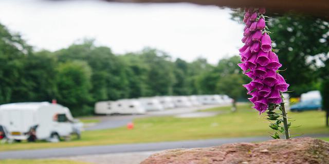 Alton the Star Camping and Caravanning Club Site new 2 672881659