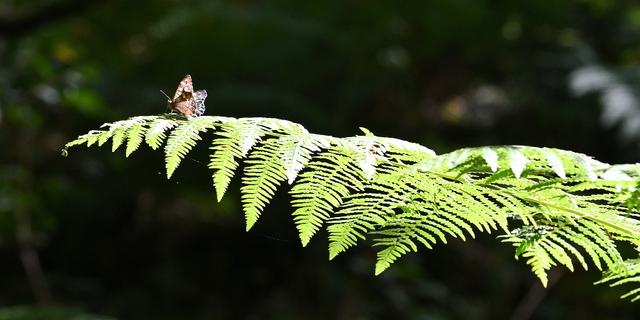 Butterfly at Foremark Derbyshire