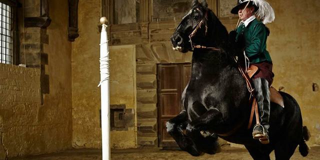 Cavendish Horses 538187924