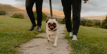 Dog walk