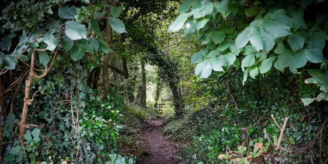 Matlock Walk