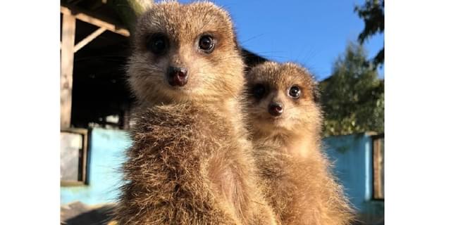 MFP Meerkats