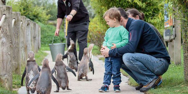 Peak wildlife 4 88545854