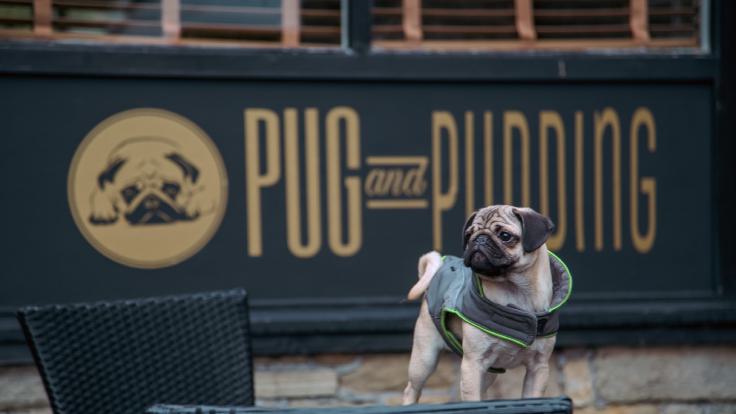 Pug and Pudding 1