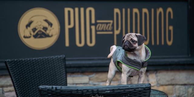 Pug and Pudding