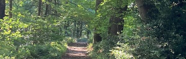 Shining Cliff Woods Walk