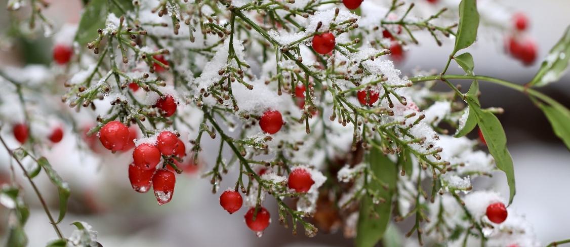 Winter