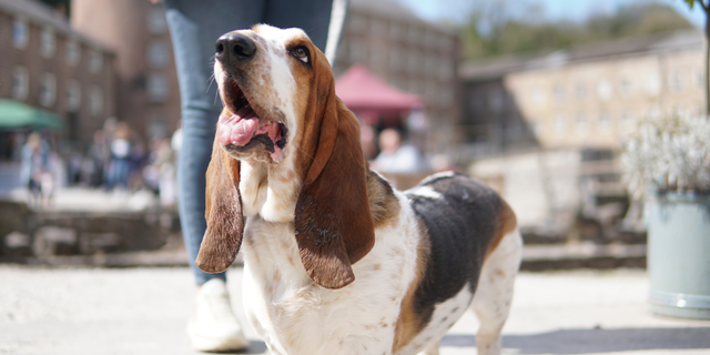 Dogshow